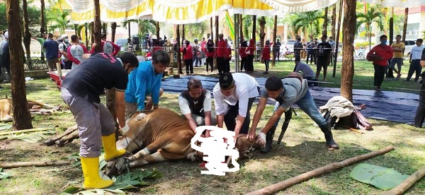 DPRD Riau Sembelih 8 Ekor Sapi Qurban